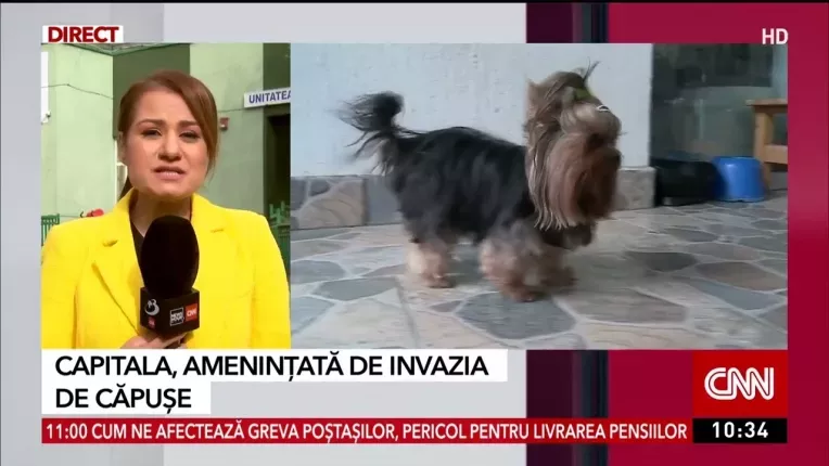 Capitala, amenintata de invazia de capuse din cauza temperaturilor neobisnuite