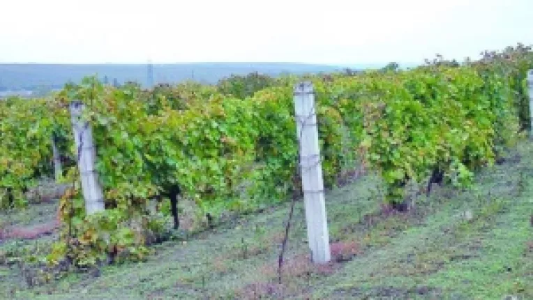 Fruvimed si Fruvisat, cadorisite cu terenurile oamenilor. Locuitorii din Mircea Voda au dat in judecata ADS, pentru a-si recupera terenurile