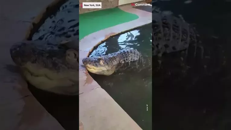 Un aligator, animal de companie al unui barbat din New York, a fost confiscat dupa 30 de ani